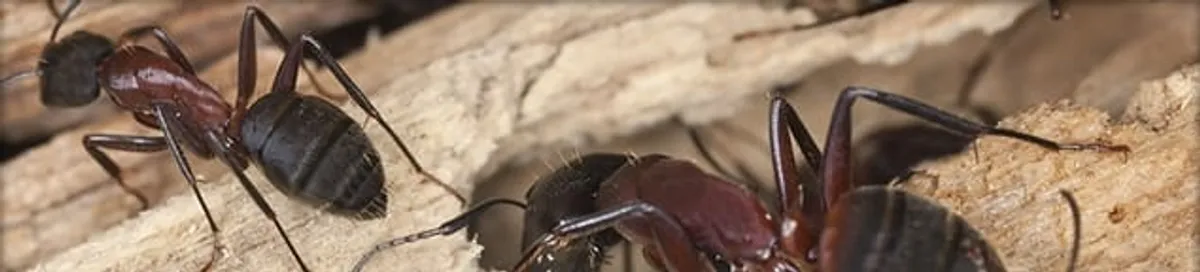 Close-up of ants on wood showing an active ant infestation in Newark, NJ