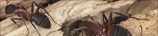 Close-up of ants on wood showing an active ant infestation in Newark, NJ