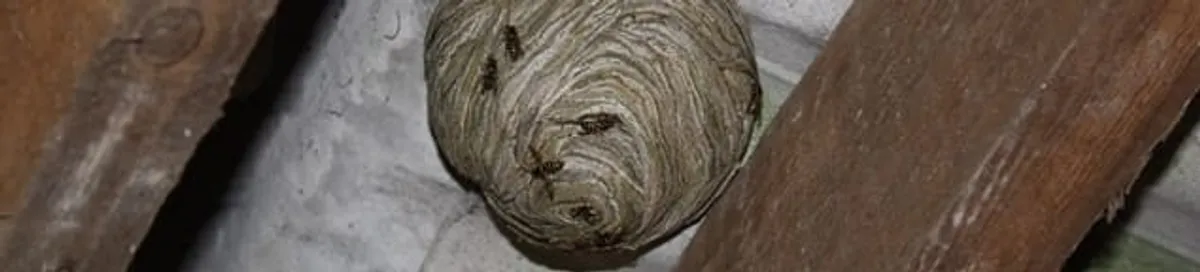 Wasp nest in an attic space, a common home infestation risk in Newark, NJ
