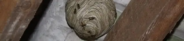 Wasp nest in an attic space, a common home infestation risk in Newark, NJ