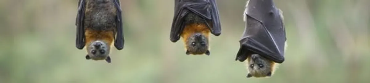 Bats roosting together, a common sign of a bat infestation in Newark, NJ