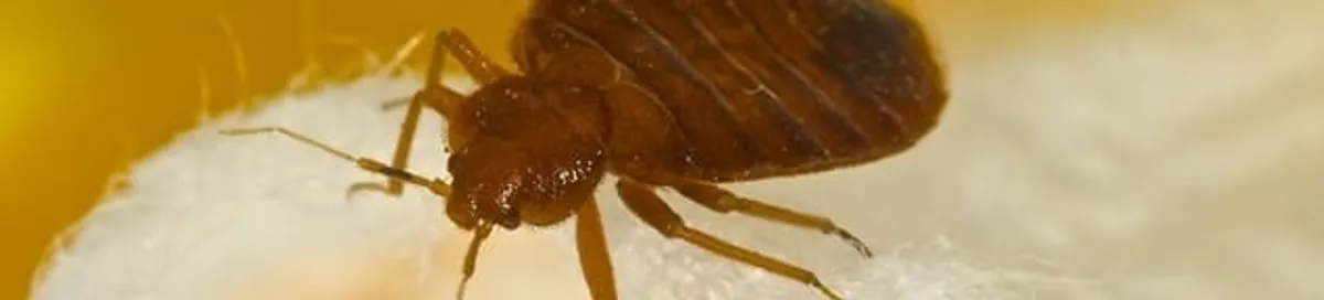 Close-up of a bed bug, a sign of an active infestation in Newark, NJ