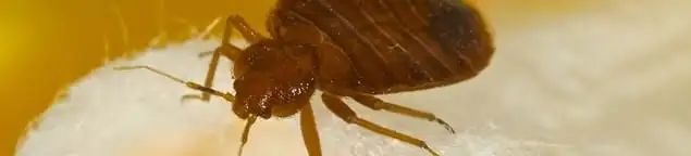 Close-up of a bed bug, a sign of an active infestation in Newark, NJ
