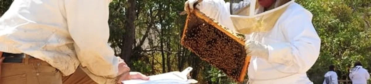 Bee removal specialists relocating a hive and honeycomb safely in Newark, NJ