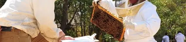 Bee removal specialists relocating a hive and honeycomb safely in Newark, NJ
