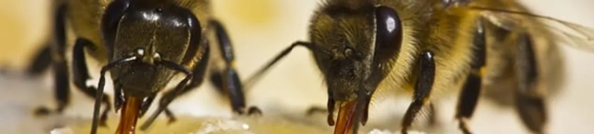 Close-up of honey bees, a sign of a nearby hive in Newark, NJ