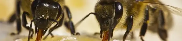Close-up of honey bees, a sign of a nearby hive in Newark, NJ