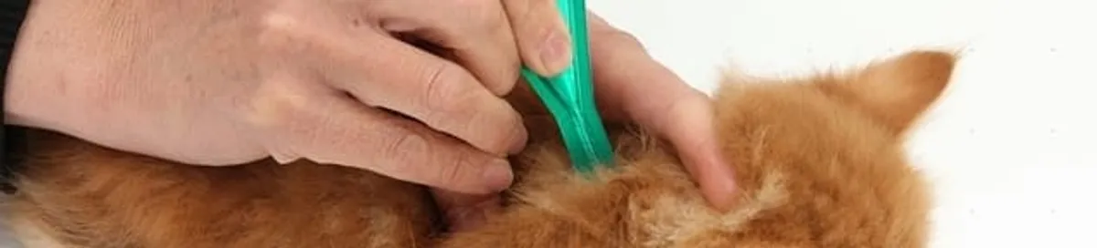 Flea treatment for pets using a flea comb, a sign of flea problems in Newark, NJ
