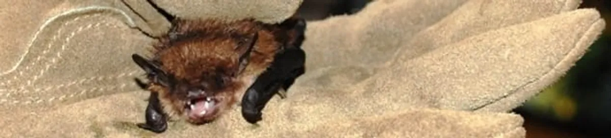 Bat removal specialist holding a bat safely during humane exclusion in Newark, NJ