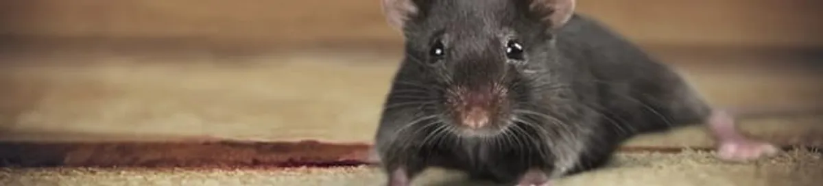 Mouse indoors, a common sign of a rodent infestation in Newark, NJ