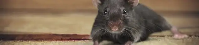 Mouse indoors, a common sign of a rodent infestation in Newark, NJ