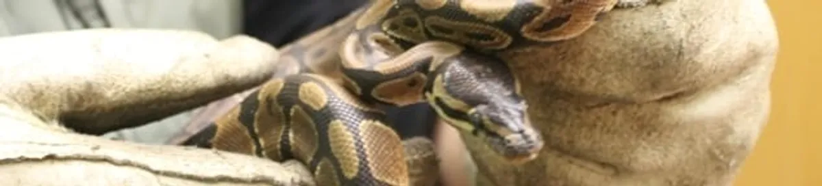Snake removal specialist safely handling a snake with protective gloves in Newark, NJ