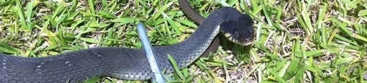 Snake in a yard, a common sign of a snake problem near a home in Newark, NJ