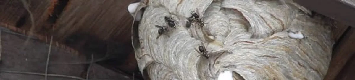Close-up of a wasp nest with active wasps, a sign of an infestation in Newark, NJ
