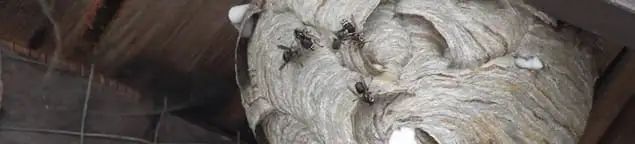 Close-up of a wasp nest with active wasps, a sign of an infestation in Newark, NJ